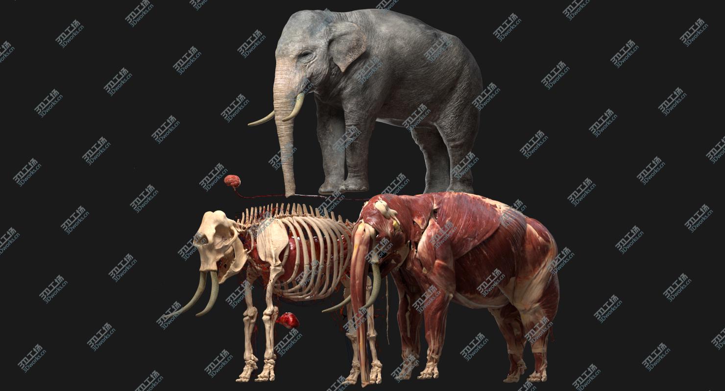 images/goods_img/202104093/Asian Elephant Anatomy 3D model/2.jpg